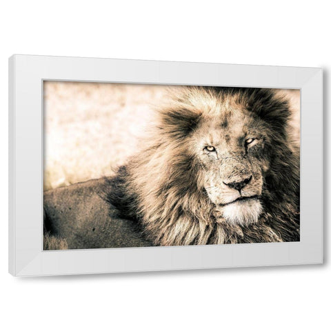 Lion-King White Modern Wood Framed Art Print by Seifinger, Toby