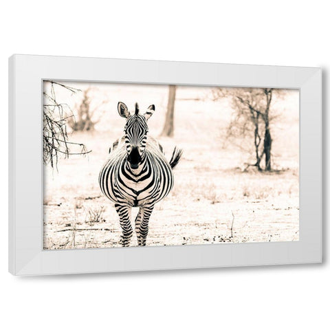 Zebra I White Modern Wood Framed Art Print by Seifinger, Toby