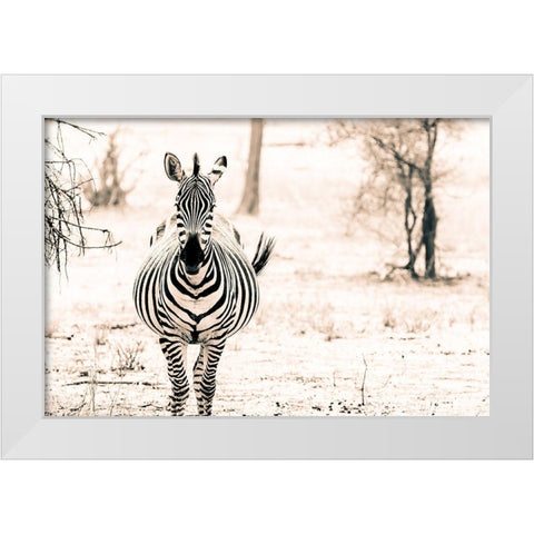 Zebra I White Modern Wood Framed Art Print by Seifinger, Toby
