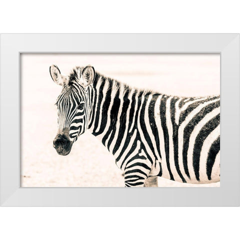Zebra II White Modern Wood Framed Art Print by Seifinger, Toby