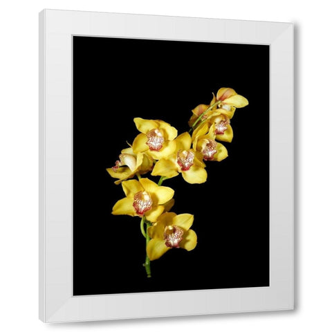 Cymbidium White Modern Wood Framed Art Print by Stalowy, John