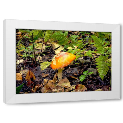 Mushroom 2 White Modern Wood Framed Art Print by Stalowy, John