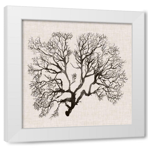 Shadow Sea Fan III White Modern Wood Framed Art Print by Popp, Grace