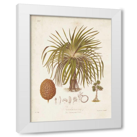 Antique Tropical Palm II White Modern Wood Framed Art Print by Twining, Elizabeth