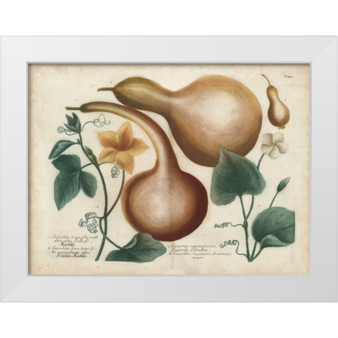 Exotic Weinmann Botanical I White Modern Wood Framed Art Print by Weinmann