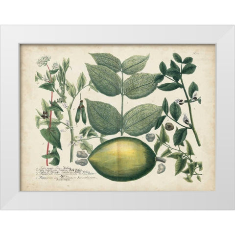 Exotic Weinmann Botanical II White Modern Wood Framed Art Print by Weinmann