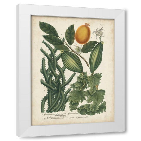 Exotic Weinmann Botanical III White Modern Wood Framed Art Print by Weinmann