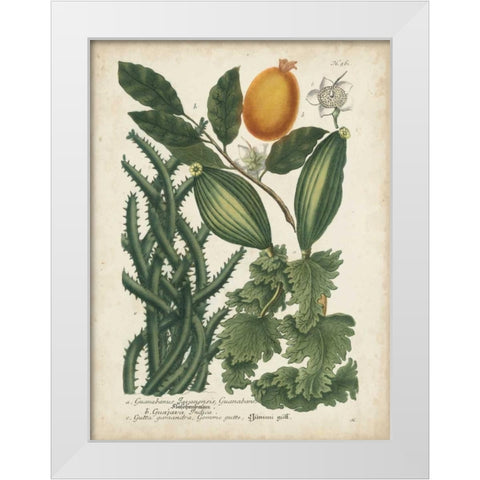 Exotic Weinmann Botanical III White Modern Wood Framed Art Print by Weinmann