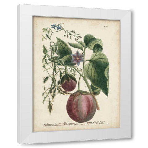 Exotic Weinmann Botanical IV White Modern Wood Framed Art Print by Weinmann