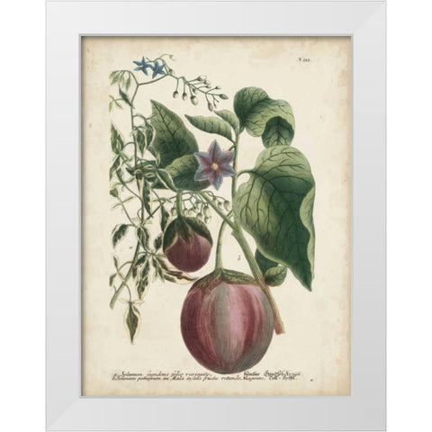 Exotic Weinmann Botanical IV White Modern Wood Framed Art Print by Weinmann