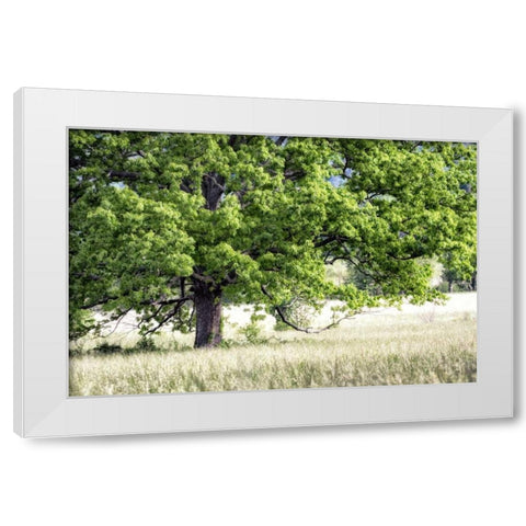 Tree in Summer White Modern Wood Framed Art Print by Head, Danny