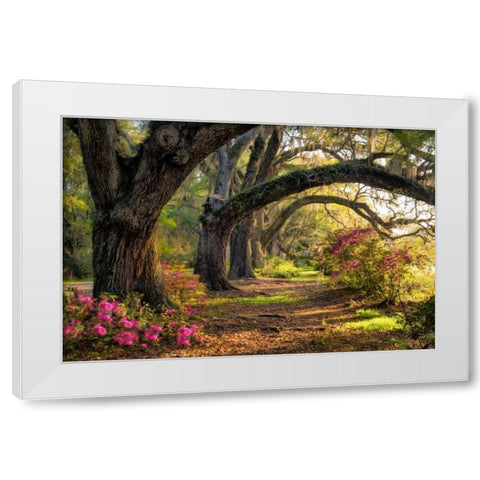 Under the Live Oaks I White Modern Wood Framed Art Print by Head, Danny