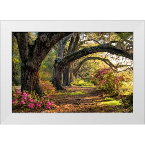 Under the Live Oaks I White Modern Wood Framed Art Print by Head, Danny