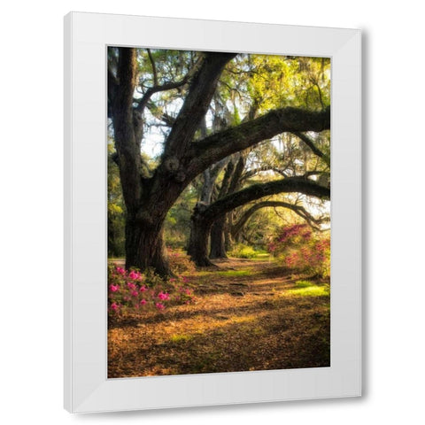 Under the Live Oaks II White Modern Wood Framed Art Print by Head, Danny