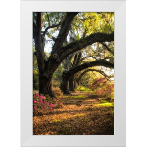 Under the Live Oaks II White Modern Wood Framed Art Print by Head, Danny