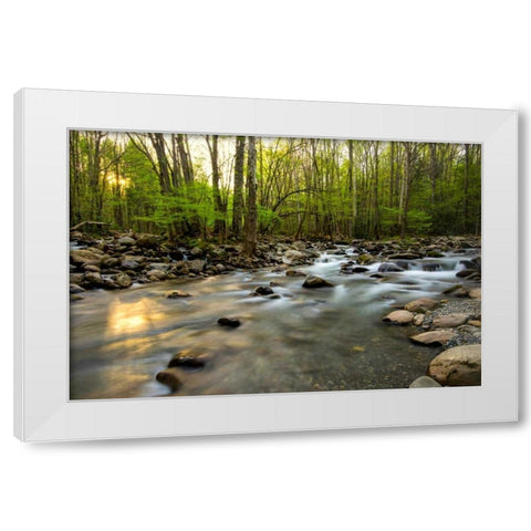 Morning Sunshine I White Modern Wood Framed Art Print by Head, Danny
