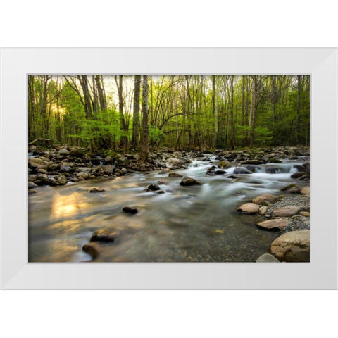 Morning Sunshine I White Modern Wood Framed Art Print by Head, Danny