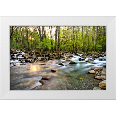 Morning Sunshine II White Modern Wood Framed Art Print by Head, Danny