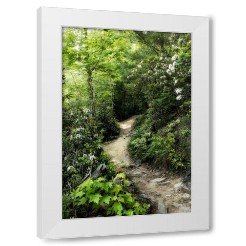 Mountain Trail White Modern Wood Framed Art Print by Head, Danny
