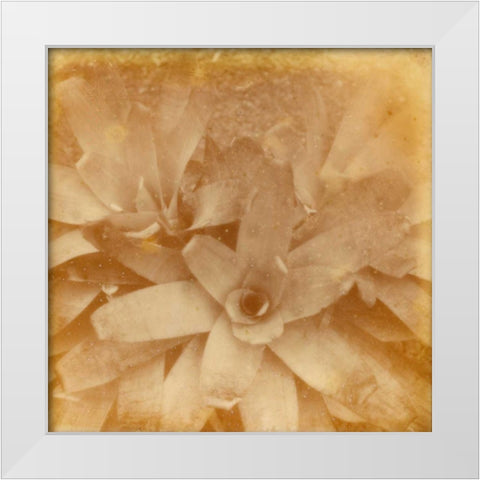 Halia Aloha I White Modern Wood Framed Art Print by Johnson, Jason
