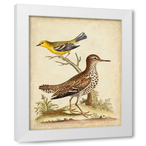 Antique Bird Menagerie I White Modern Wood Framed Art Print by Edwards, George