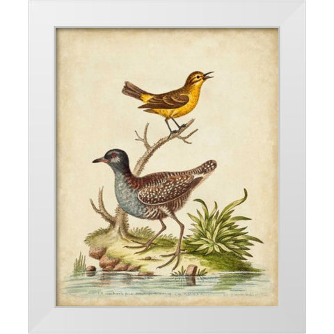 Antique Bird Menagerie II White Modern Wood Framed Art Print by Edwards, George