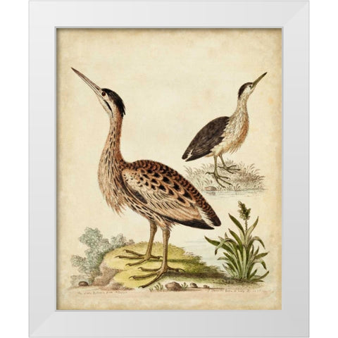 Antique Bird Menagerie III White Modern Wood Framed Art Print by Edwards, George