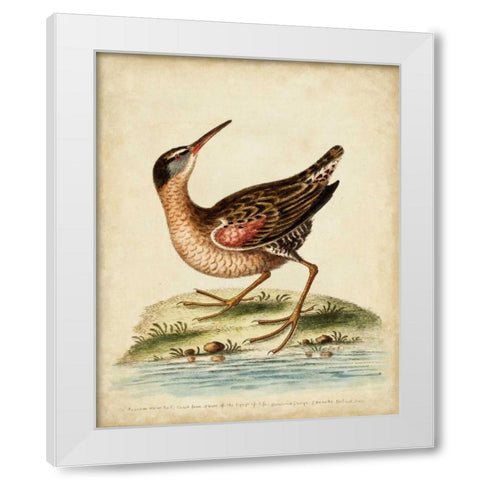 Antique Bird Menagerie IV White Modern Wood Framed Art Print by Edwards, George