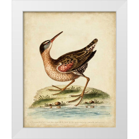 Antique Bird Menagerie IV White Modern Wood Framed Art Print by Edwards, George