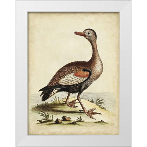 Antique Bird Menagerie VI White Modern Wood Framed Art Print by Edwards, George