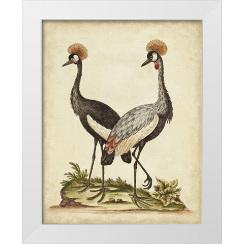 Antique Bird Menagerie VII White Modern Wood Framed Art Print by Edwards, George