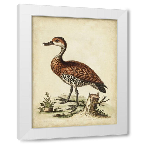 Antique Bird Menagerie VIII White Modern Wood Framed Art Print by Edwards, George