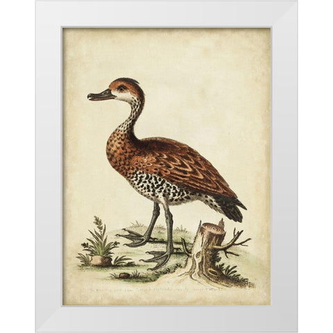 Antique Bird Menagerie VIII White Modern Wood Framed Art Print by Edwards, George