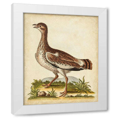 Antique Bird Menagerie X White Modern Wood Framed Art Print by Edwards, George
