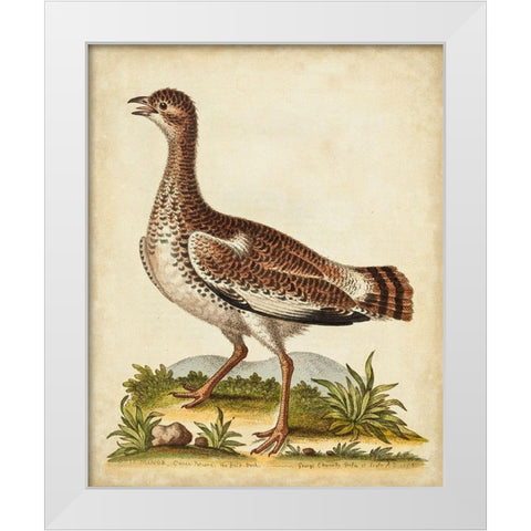 Antique Bird Menagerie X White Modern Wood Framed Art Print by Edwards, George