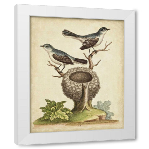 Natural Habitat II White Modern Wood Framed Art Print by Edwards, George