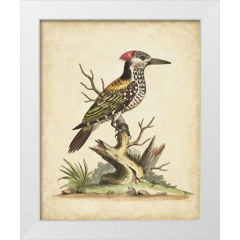 UA CH Edwards Woodpecker White Modern Wood Framed Art Print by Edwards, George