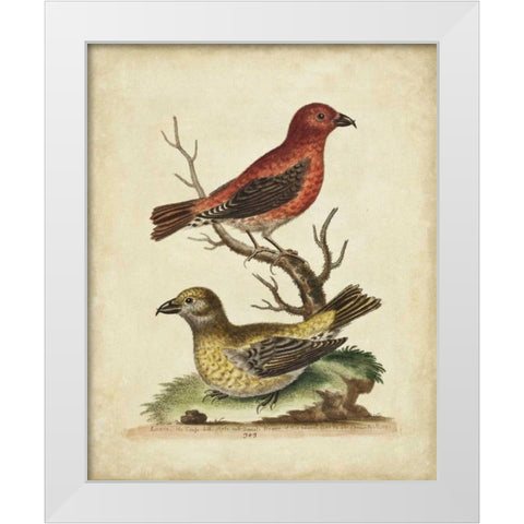 Edwards Cross Bills White Modern Wood Framed Art Print by Edwards, George