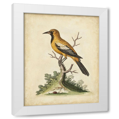 UA CH Edwards Gold Finch White Modern Wood Framed Art Print by Edwards, George
