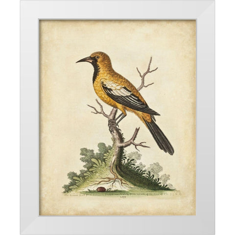 UA CH Edwards Gold Finch White Modern Wood Framed Art Print by Edwards, George