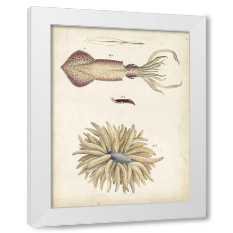 Ocean Curiosities I White Modern Wood Framed Art Print by Dekay
