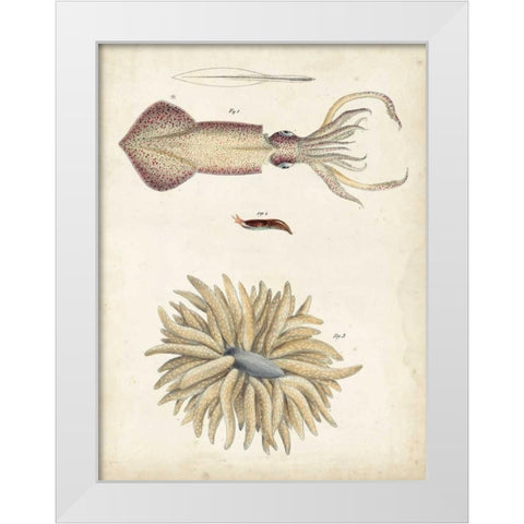Ocean Curiosities I White Modern Wood Framed Art Print by Dekay