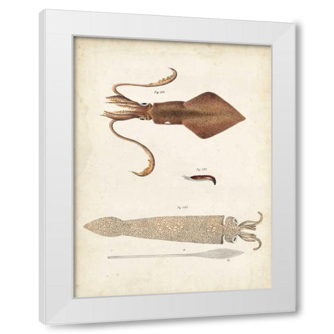 Ocean Curiosities II White Modern Wood Framed Art Print by Dekay