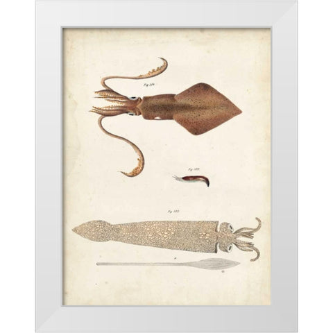 Ocean Curiosities II White Modern Wood Framed Art Print by Dekay