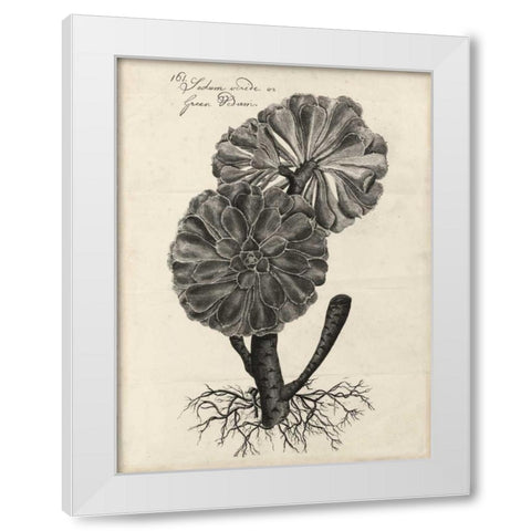 Thornton Succulents II White Modern Wood Framed Art Print by Thornton, Robert J.