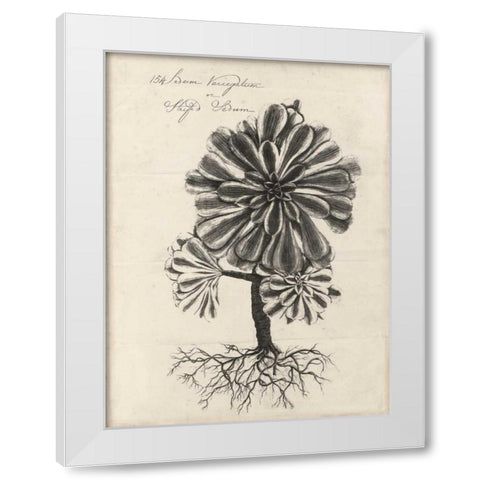 Thornton Succulents IV White Modern Wood Framed Art Print by Thornton, Robert J.