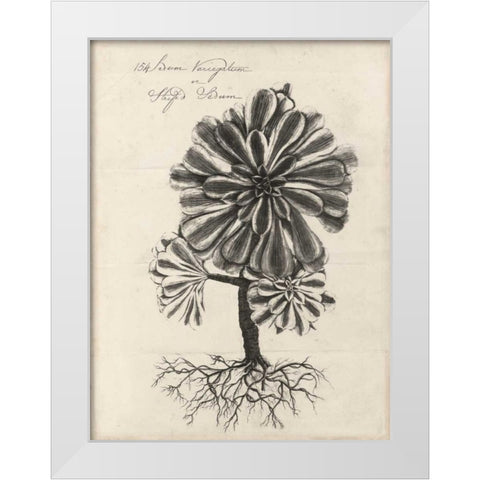 Thornton Succulents IV White Modern Wood Framed Art Print by Thornton, Robert J.