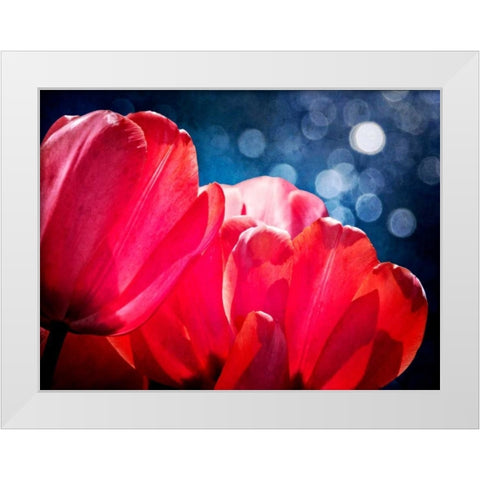 Fuchsia Tulips IV White Modern Wood Framed Art Print by Perry, Rachel