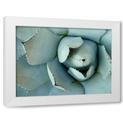 Agave Detail II White Modern Wood Framed Art Print by Alison Jerry