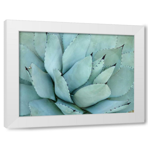 Agave Detail IV White Modern Wood Framed Art Print by Alison Jerry